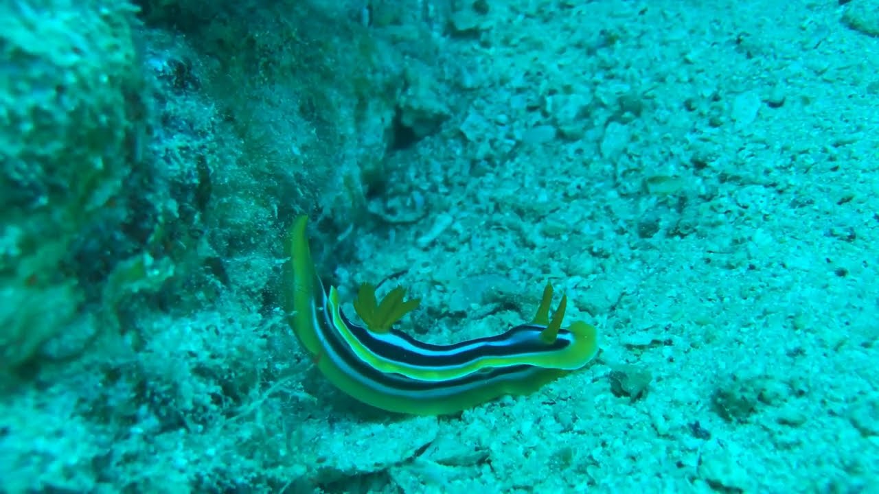 Scuba diving in Jeddah with iPhone