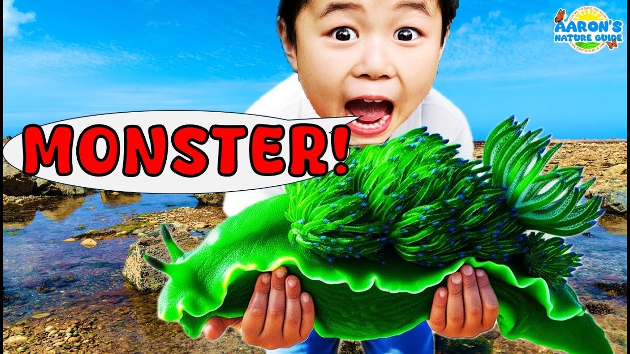 KIDS! 🦑Hunting GIANT Sea Monster in Tide Pool! | EDUCATIONAL KIDS NATURE SHOW🌿