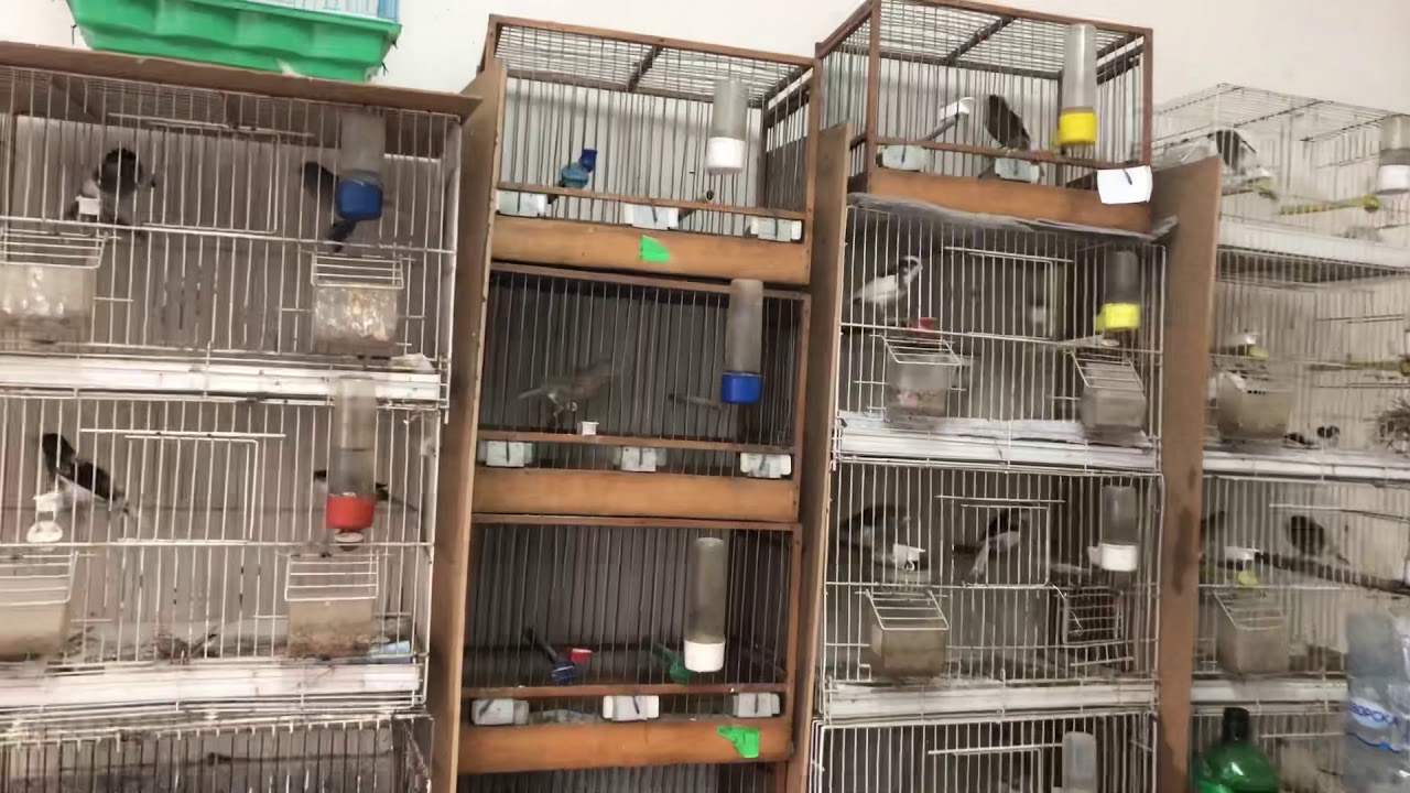 BIRD ROOM - CANARIES FINCHES PARAKEETS BREEDING