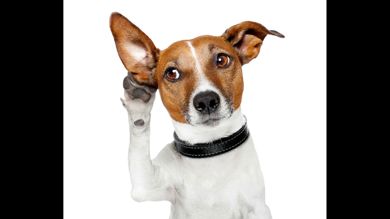 Funniest Jack Russell Compilation 2017