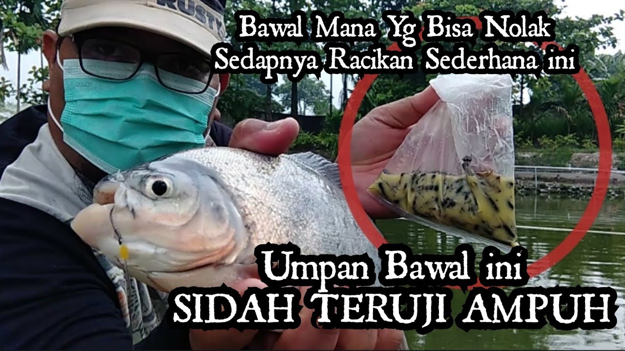 UMPAN BAWAL PALING AMPUH Teruji Di Kolam Harian. Umpan Bawal Paling Jitu Harian Media Jangkrik Gacor