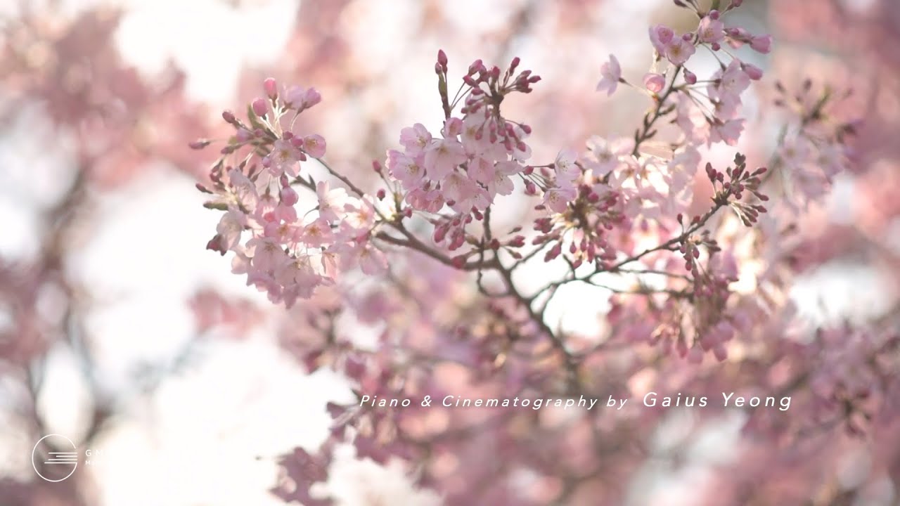 Pink White Sakura at Chidorigafuchi / Chiyoda