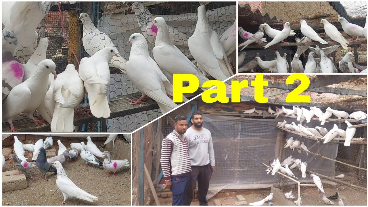 Part 2..Ustad g ne sare kabooter Deepu pehalwan nu de ditte..9888306910