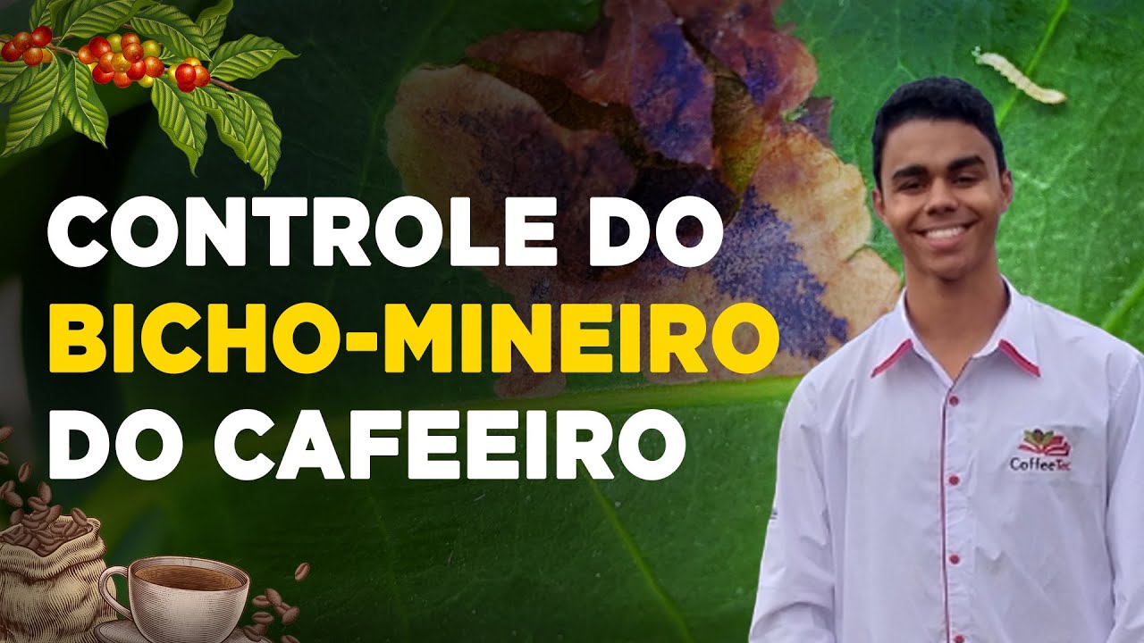 Como Controlar o Bicho-Mineiro na Lavoura de Café