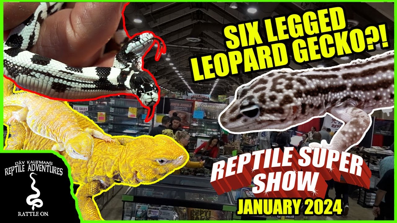 ODDEST REPTILES AT THE POMONA REPTILE SUPER SHOW (January 2024)
