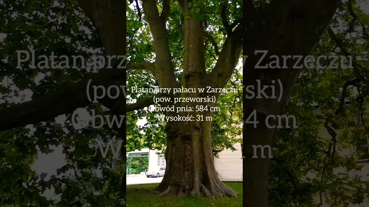 Wiekowy platan przy pałacu w Zarzeczu (pow. przeworski) 
