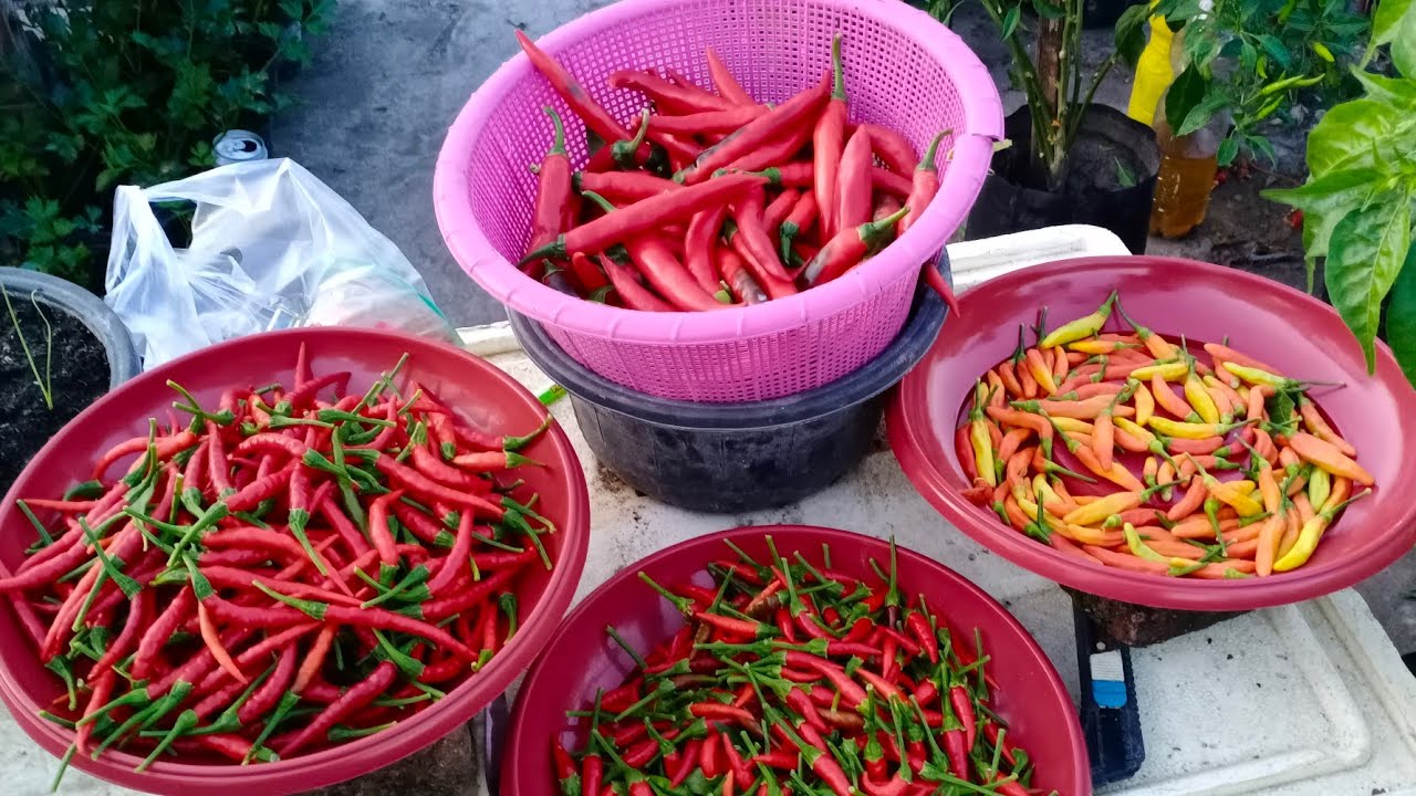 PANEN CABE RAWIT MERAH DALAM POLYBAG