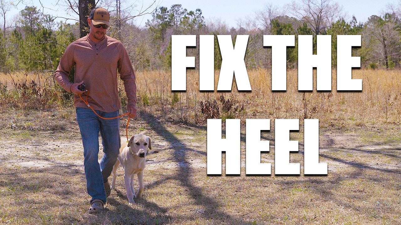 🔥 Quick Heeling Drill That FIXES Delivery to Hand Fast!