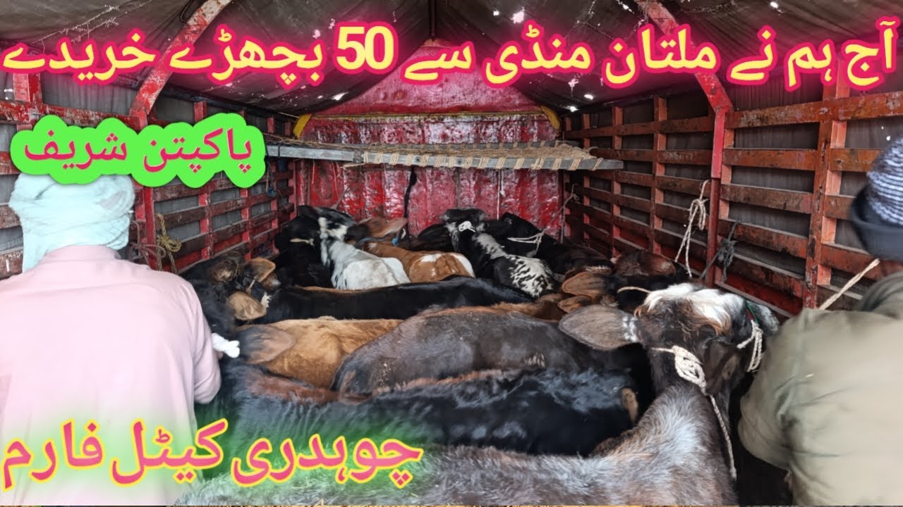 Aj ham na Multan sa 50 bachra purchase keya