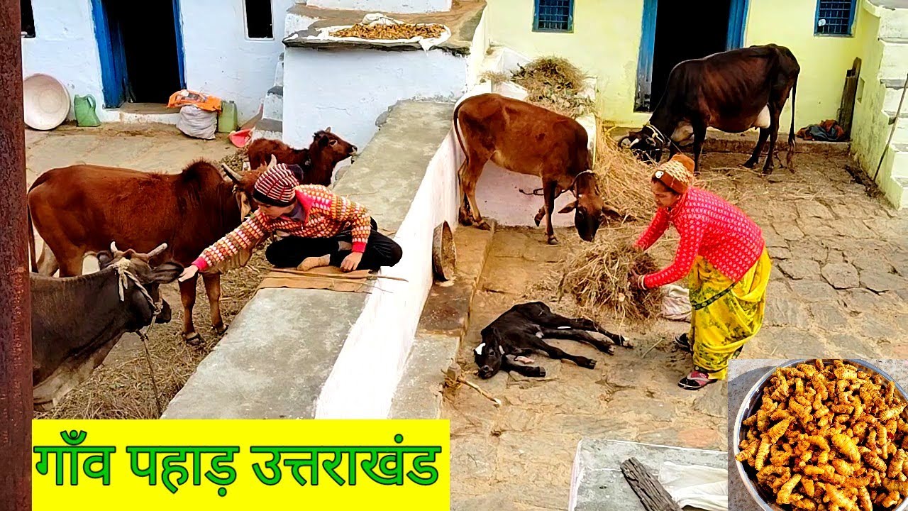 माघ महीने के 10 पैट गाँव पहाड़ की दिनचर्या || गाय का नवजात बछड़ा बार बार गिर जा रहा है#PahadilifeUK