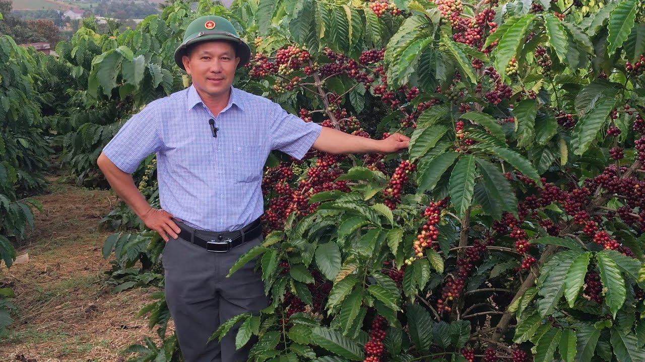 Cà phê Xanh lùn ưu và nhược điểm 