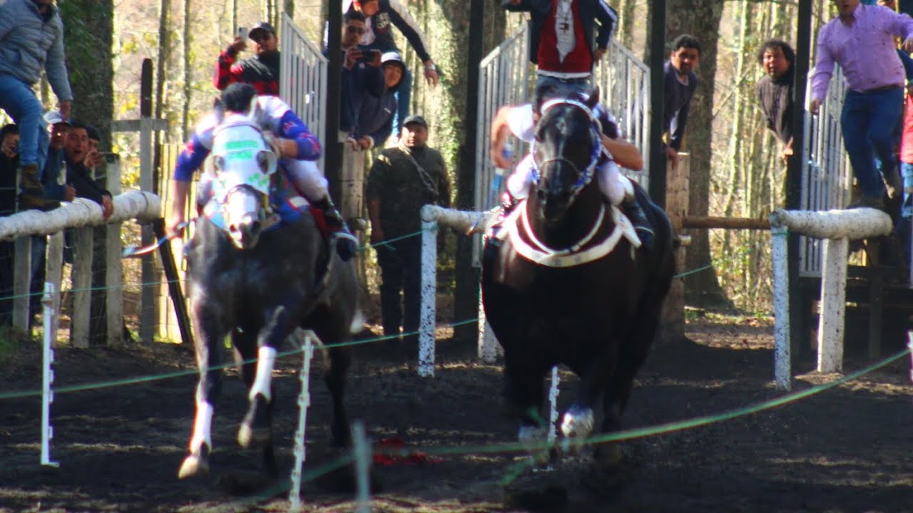 Gran Triunfo De MORITO FAN vs NUEVO VIKINGO, Cancha Hipica Flor Del Bosque Villarica 08/09/2024