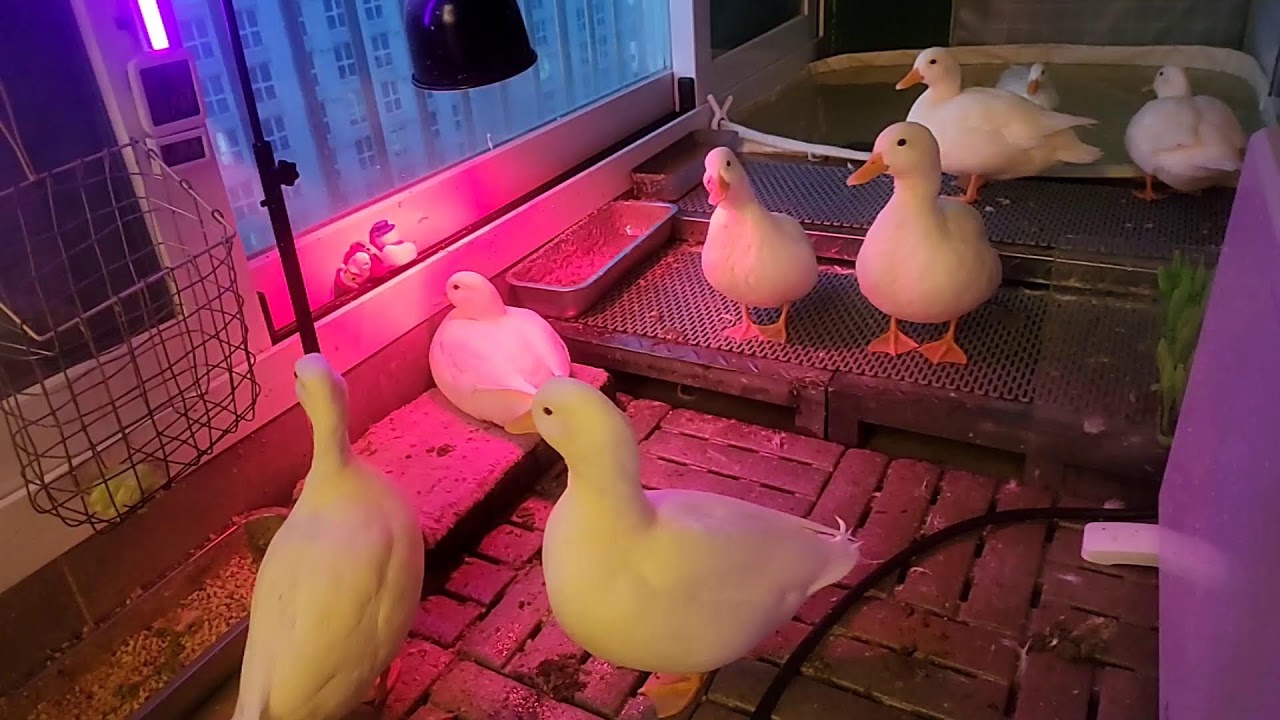 🔇  오리 라이브 | duck livestreaming