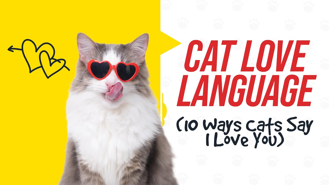 Cat Love Language: Decoding 10 Heartwarming Ways Cats Express Affection