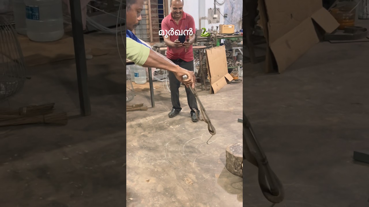 വട്ടം കറക്കിയ മൂർഖനെ വരുതിയിൽ ആക്കി#snakemaster #muneervlogs #shortsfeed #vavasuresh #moorkhan#snake