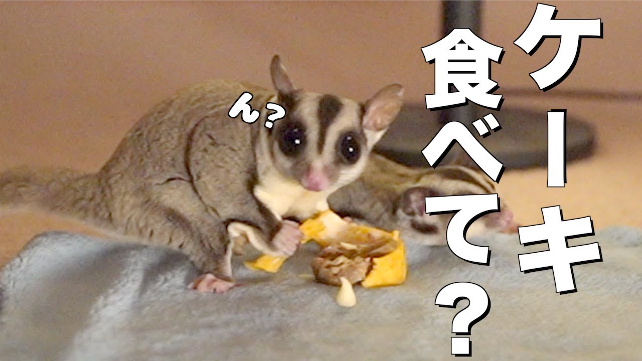 フクロモモンガ4匹にケーキ！誰も食べない悲しい結末…