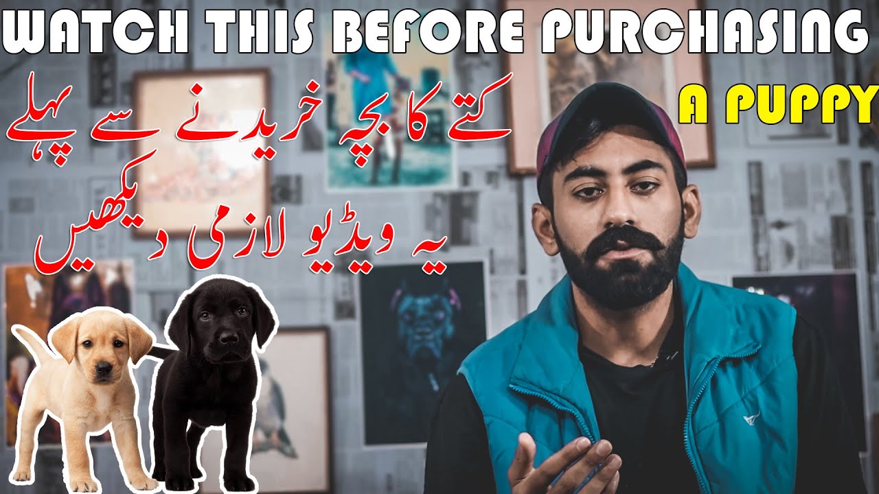 Watch This Before Purchasing a Puppy | Know Everything Before Buying | Pet Guru