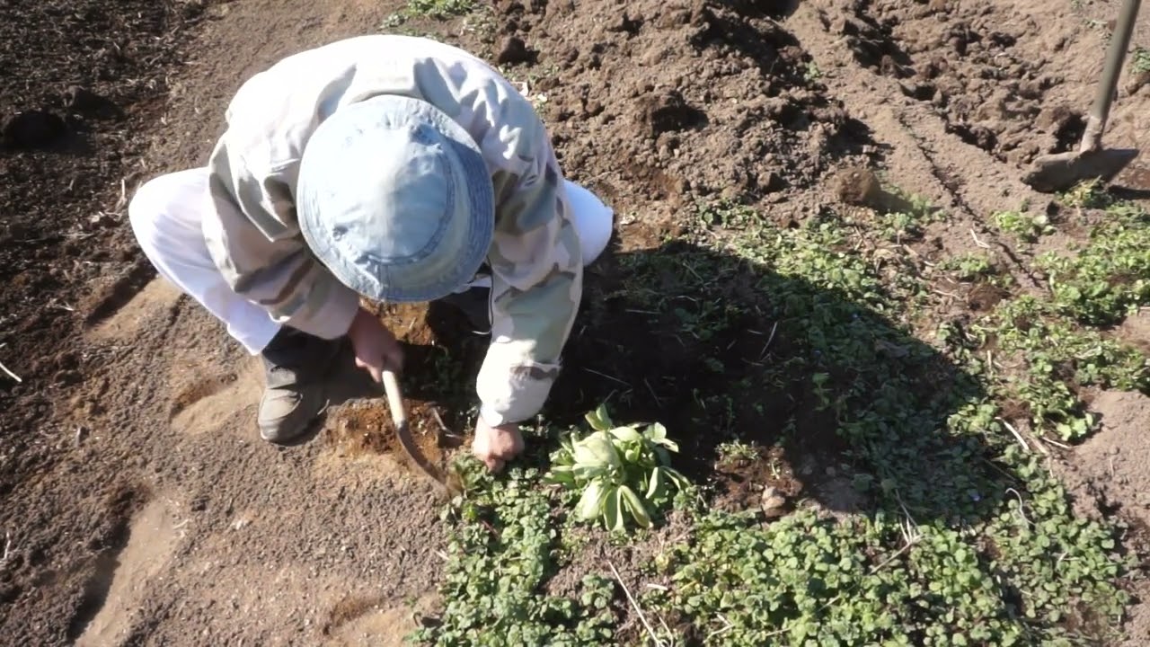プチエコ自然農　ほうれん草　エンドウ豆　株元除草