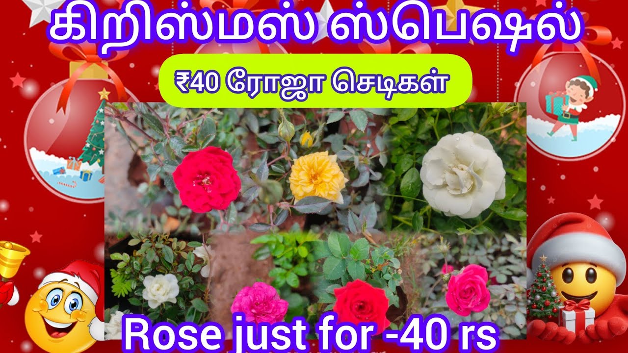 ₹40 கிறிஸ்தவ ஸ்பெஷலாக ரோஜா கலெக்ஷன்கள்#new#shorts#reels#tamil#online#rosenursery#viral#best#rose 