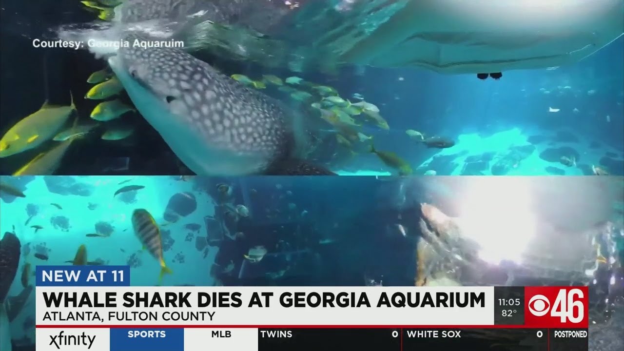 Georgia Aquarium's longest resident whale shark, Alice, dies