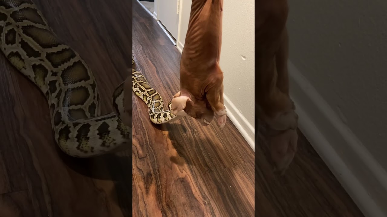 Мой гигантский питон Рокки кормит свою свинью! 🐷🐍 #кормлениерептилий #питон #питомцы