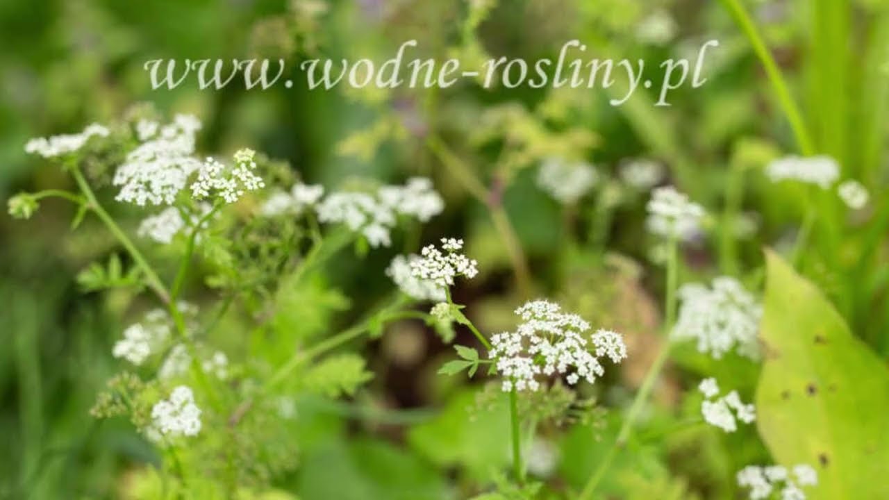 Rośliny przybrzeżne do strefy płytkiej  💧🌿 Małe rośliny, wielki efekt