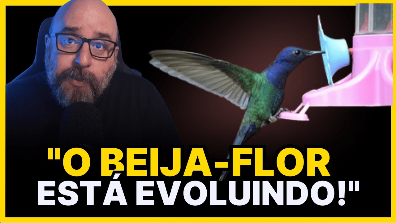 EVOLUÇÃO em TEMPO REAL do BEIJA-FLOR