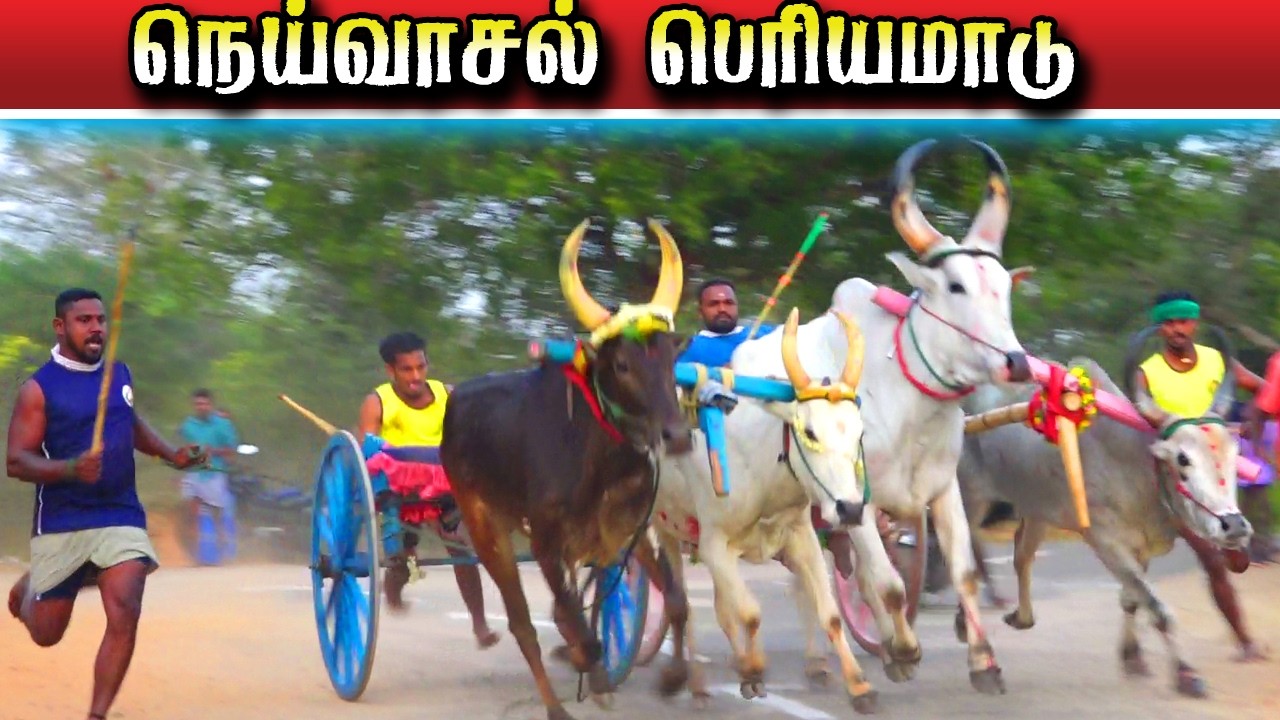 நெய்வாசல் பெரியமாடு பந்தயம் 18/02/2026