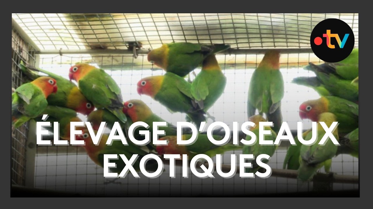 Champion du monde d'élevage d'oiseaux exotiques