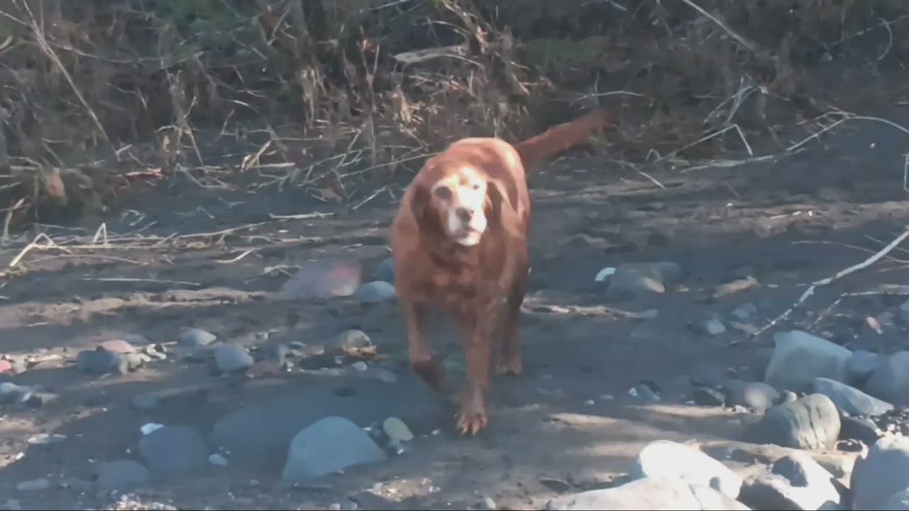 Irish setter at the river #irishsetter #pnw #nature #outdoors #washington 