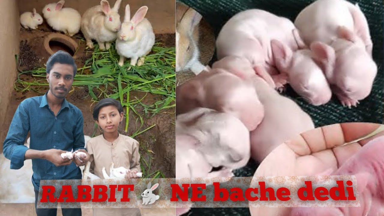 Rabbit🐇 ne bache dedi ❤mashaalha😍 white white rabbit ke bacche❤mashaalha