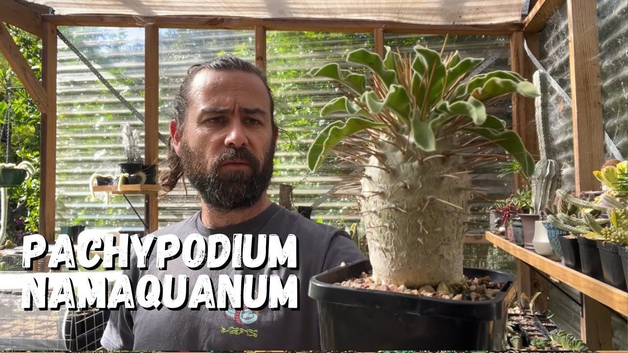 Pachypodium namaquanum: полулюди Намакваленда