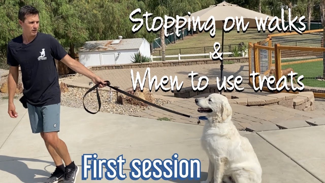 How to get your dog to sit next to you on a walk without a verbal cue