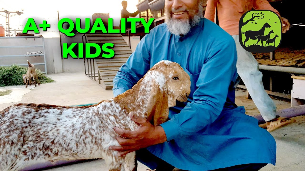A+ Quality Makhi Cheena Kids | Great Goat Farm | Elevated Goat Farming | Modern Goat Farming