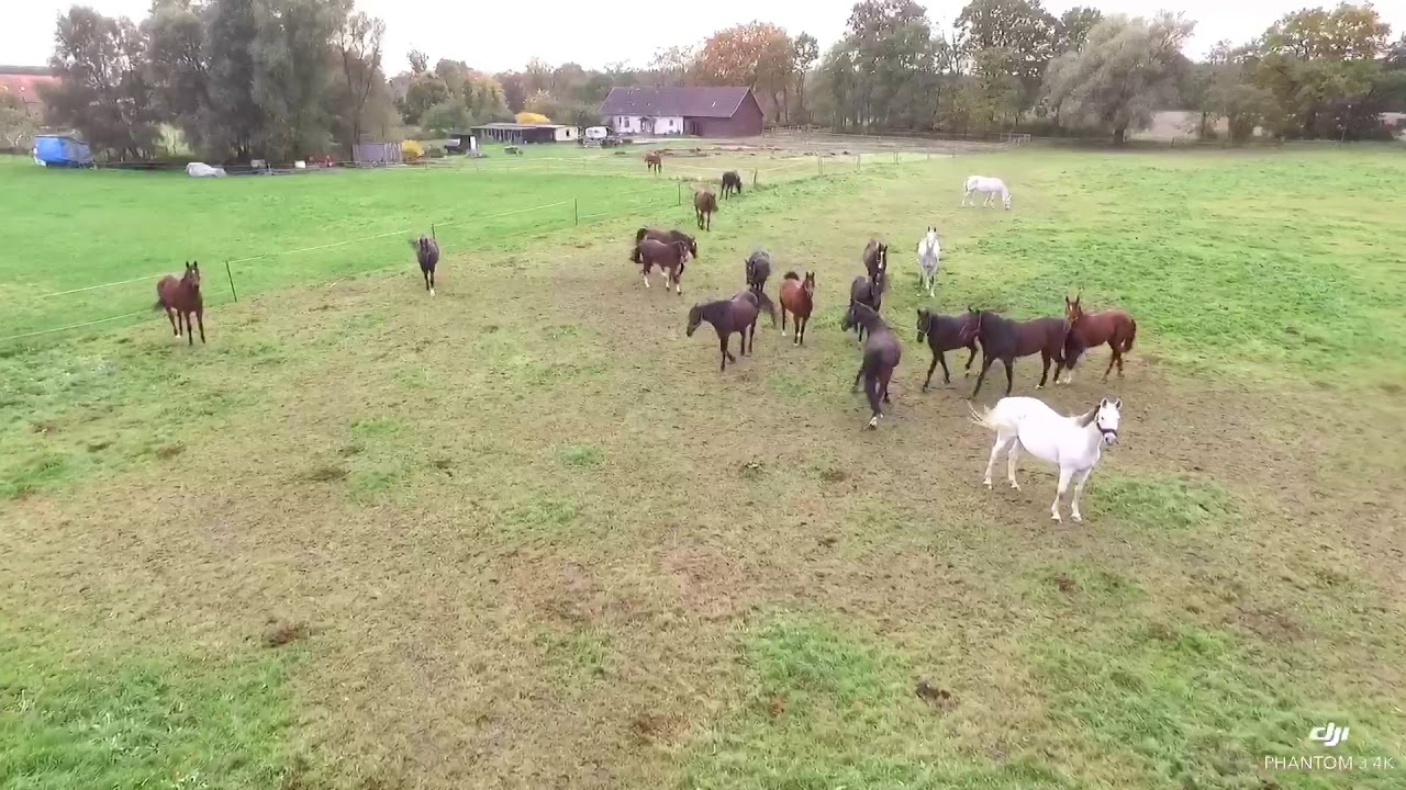Dji Phantom 3- Drohne - Pferde mal anders - Reitverein J&uuml;rgenstorf