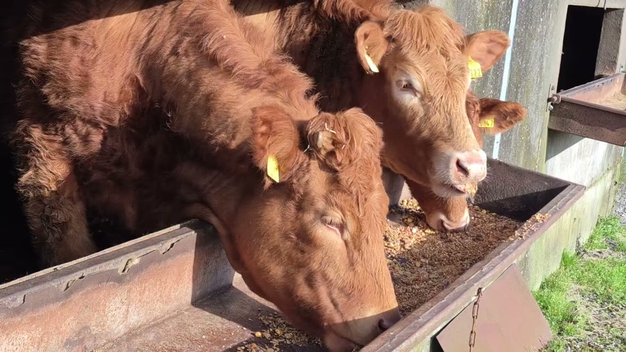 Weanling Cattle eating ration Laurencestown Ballinasloe County Galway Ireland 