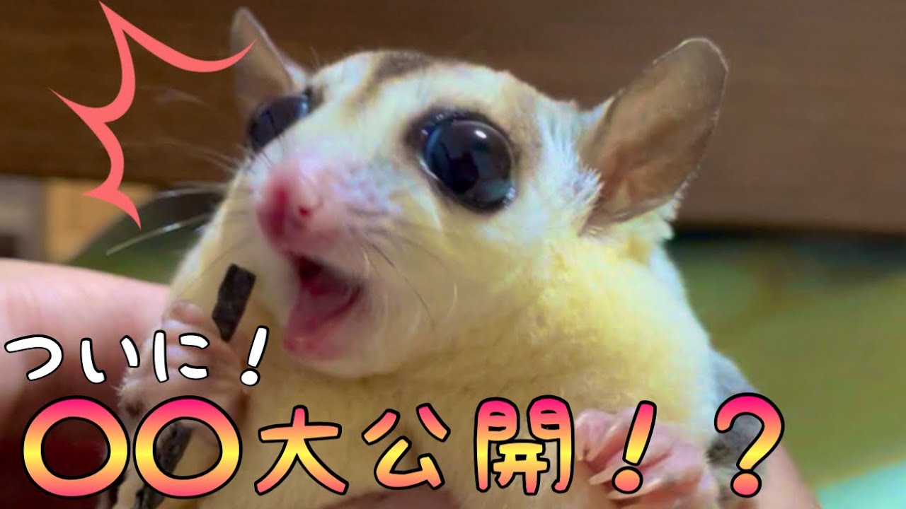 オヤツ大好きなモモンガの末路【フクロモモンガ】