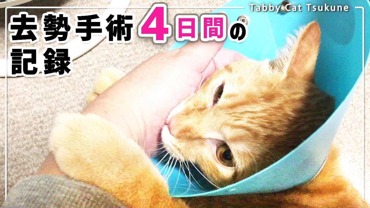 【オス猫の去勢手術】去勢後～ヤンチャ猫が完全復活!!【4日間の記録】