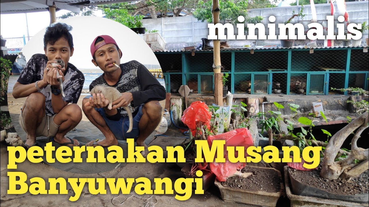 melihat tempat peternak Musang Banyuwangi