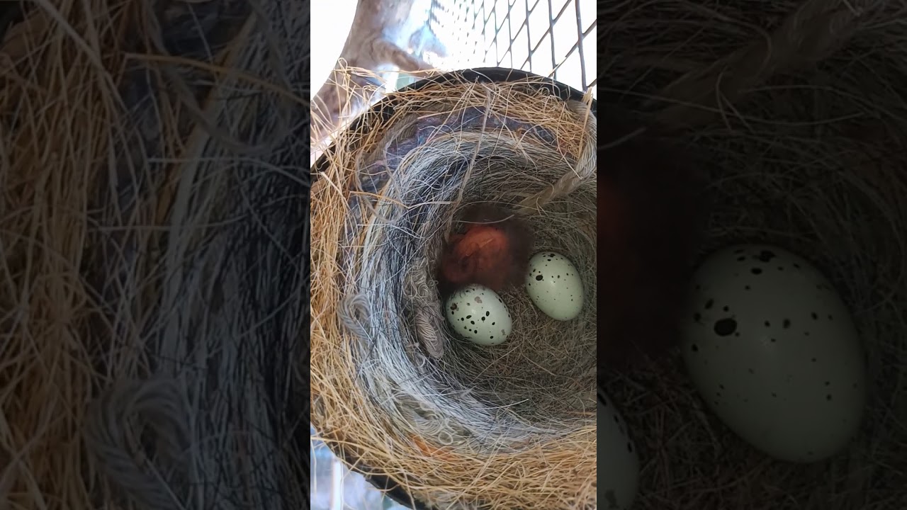 nacimiento pichones cardenal amarillo