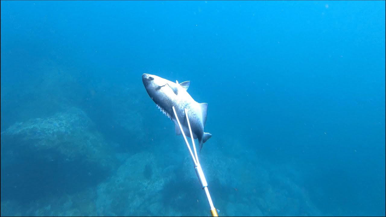 Spearfishing Blue Perch with Three Prong Spear Tip