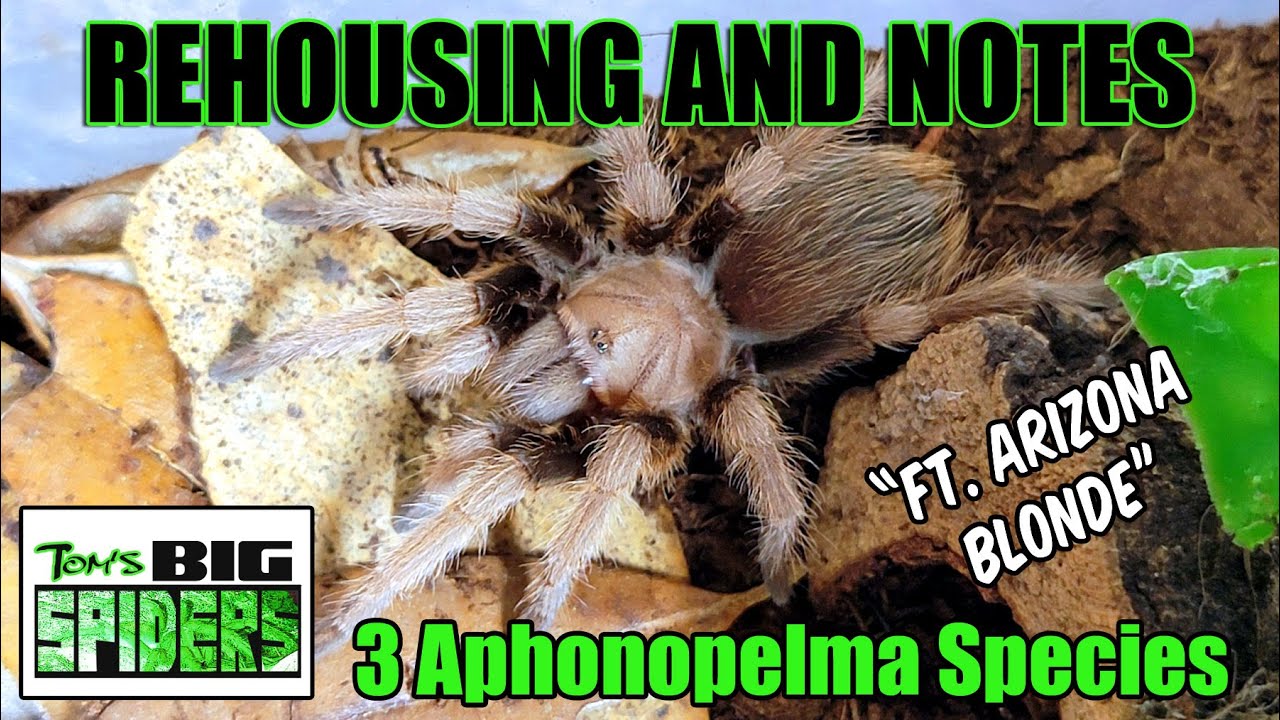 Вид Aphonopelma Переселение с участием A. chalcodes