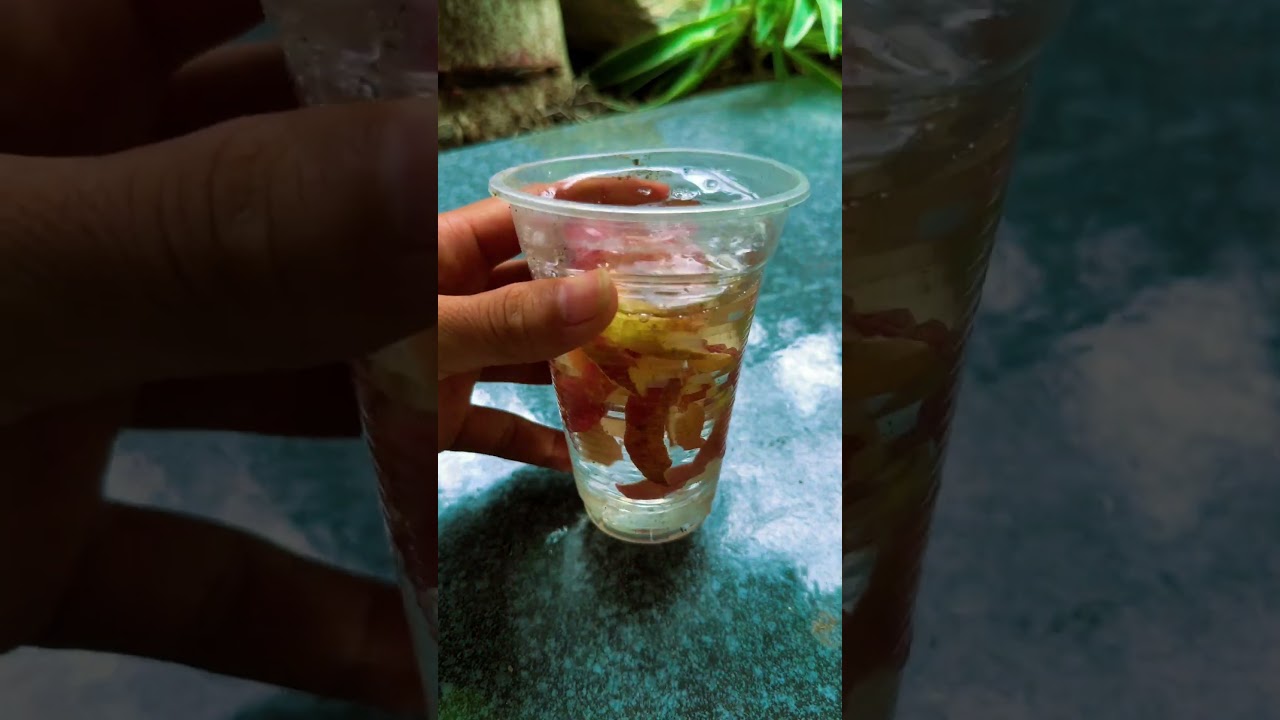 Apple peel is a source of nutrients for aloe vera plants #shorts #aloevera