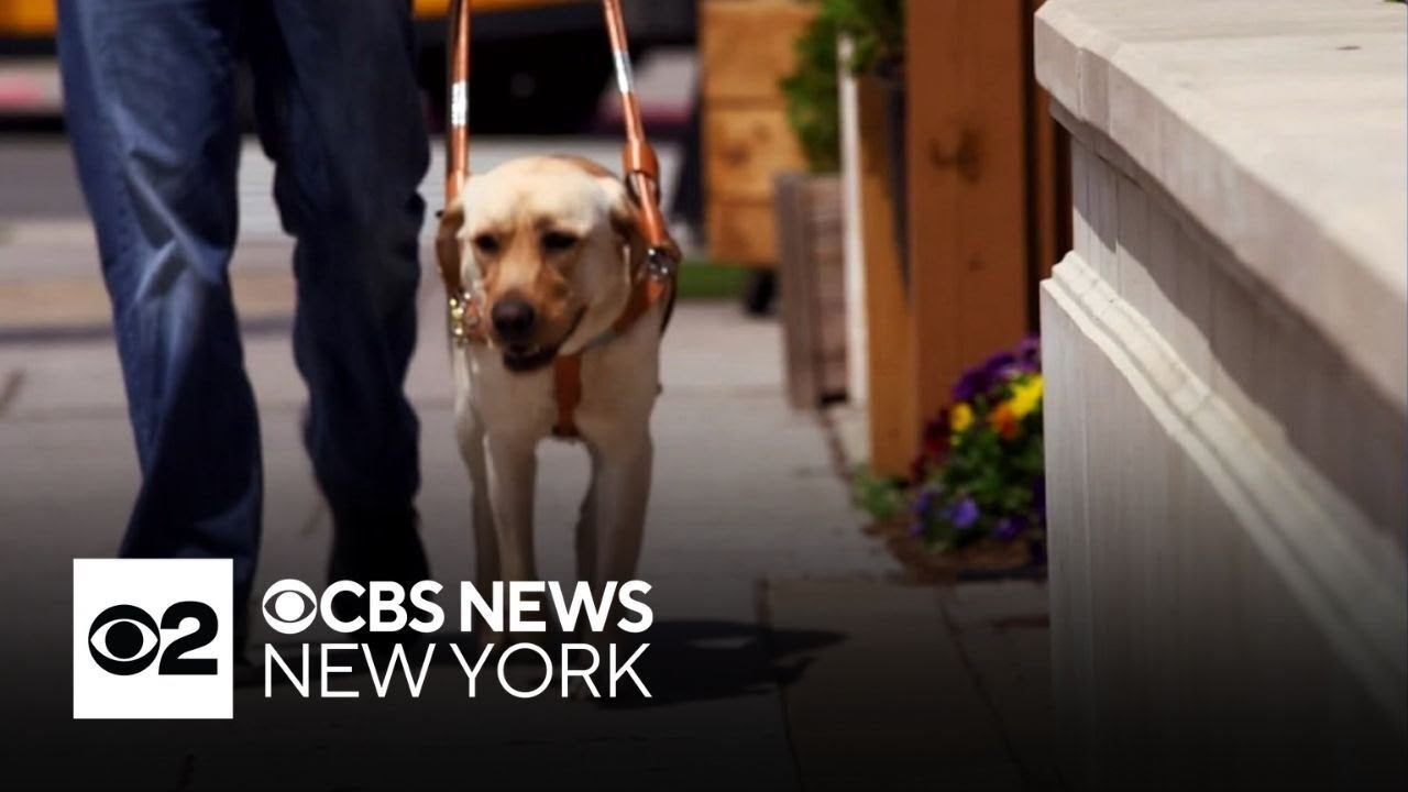 How guide dogs communicate with their people