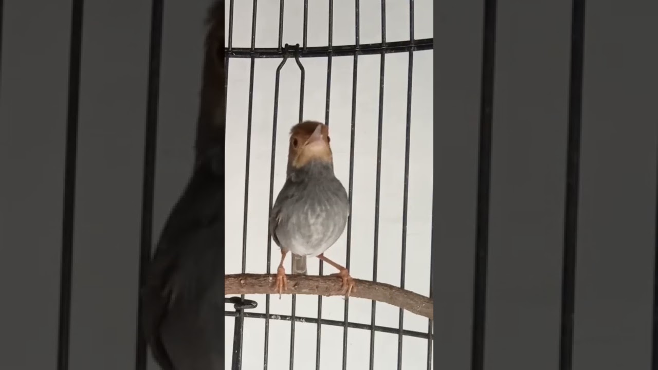 PRENJAK KLAWU GACOR suara ngotot!!