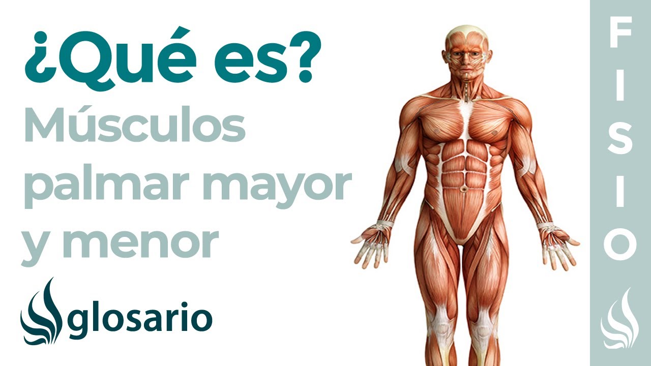 Músculo PALMAR MAYOR y MENOR | Qué son, ubicación, origen, inserción y función
