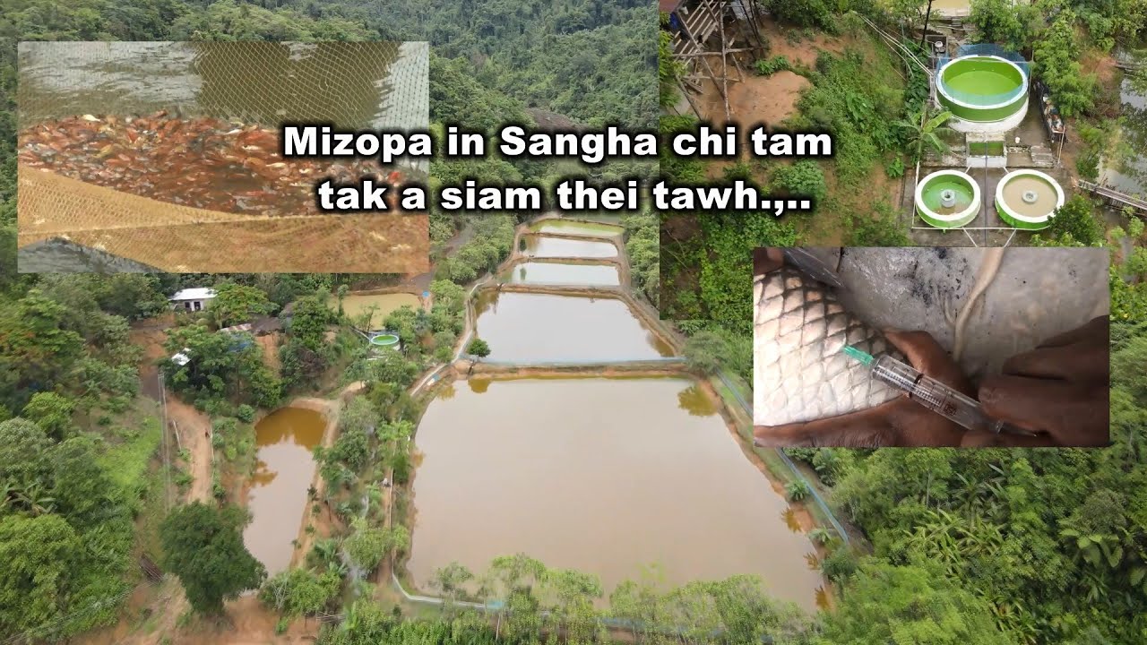 Sangha chi siam nasa em em LV Fish Farm Serchhip
