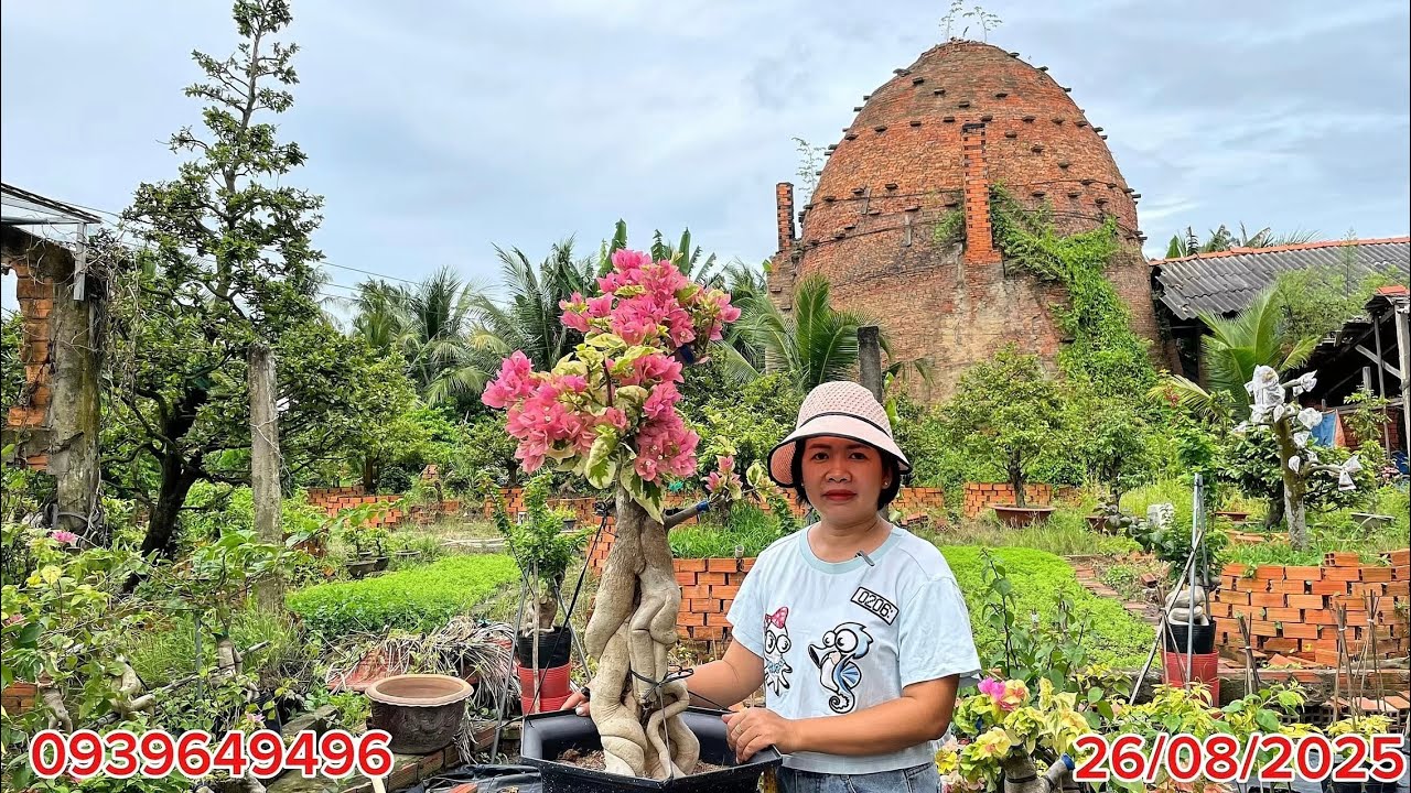 Hoa giấy giống mới: golden bướm tím, radian, cẩm thạch chiều tím#hoagiay #hoagiaygiongmoi 