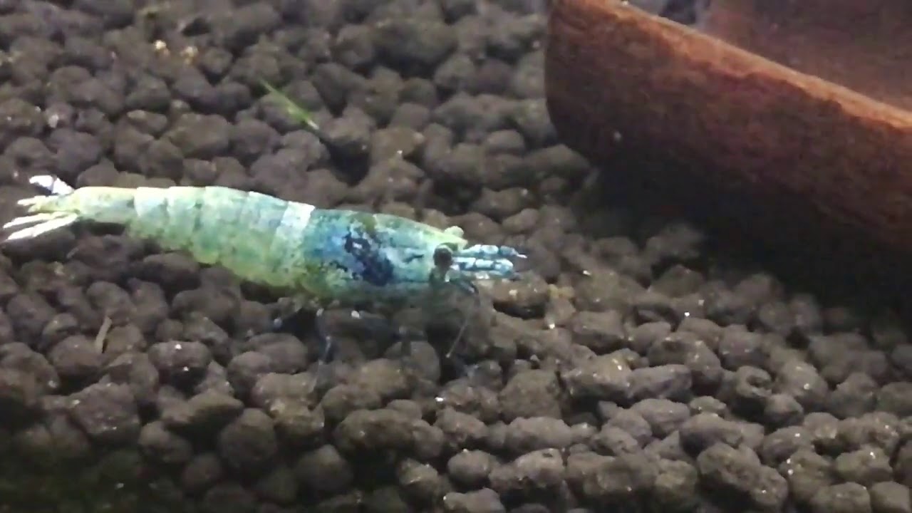 Mikro krewetkarium. Mikro raczki, rybki i krewetki.
