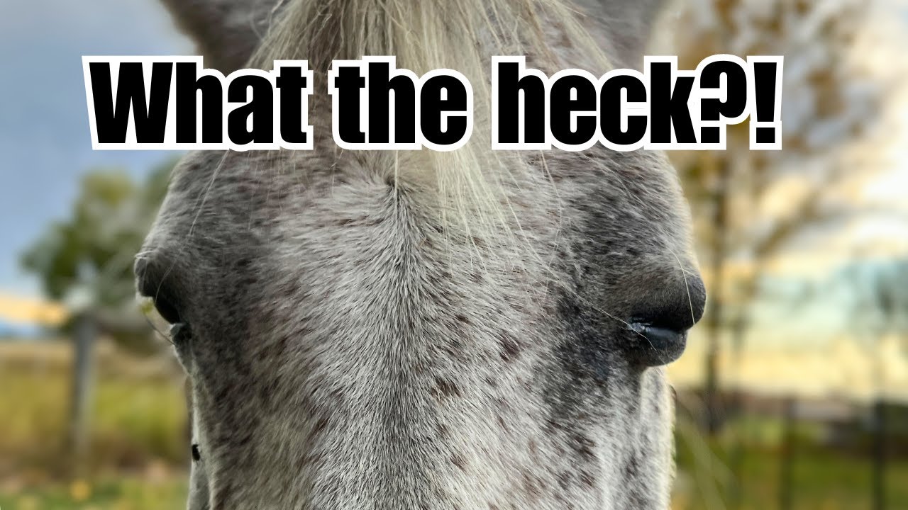 This is why horse people never go on vacation!